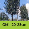 Mature Holm Oak Girth 20-25cm